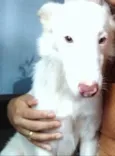 Brutus