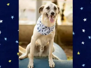 Cachorro raça SRD-ViraLata idade 6 ou mais anos nome MILK