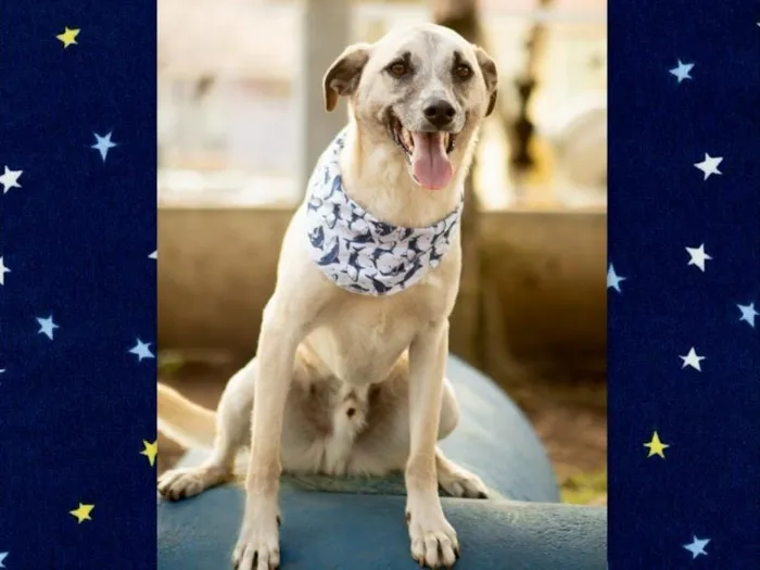 Cachorro ra a SRD-ViraLata idade 6 ou mais anos nome MILK