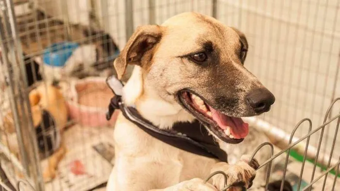 Cachorro ra a SRD-ViraLata idade 6 ou mais anos nome MILK