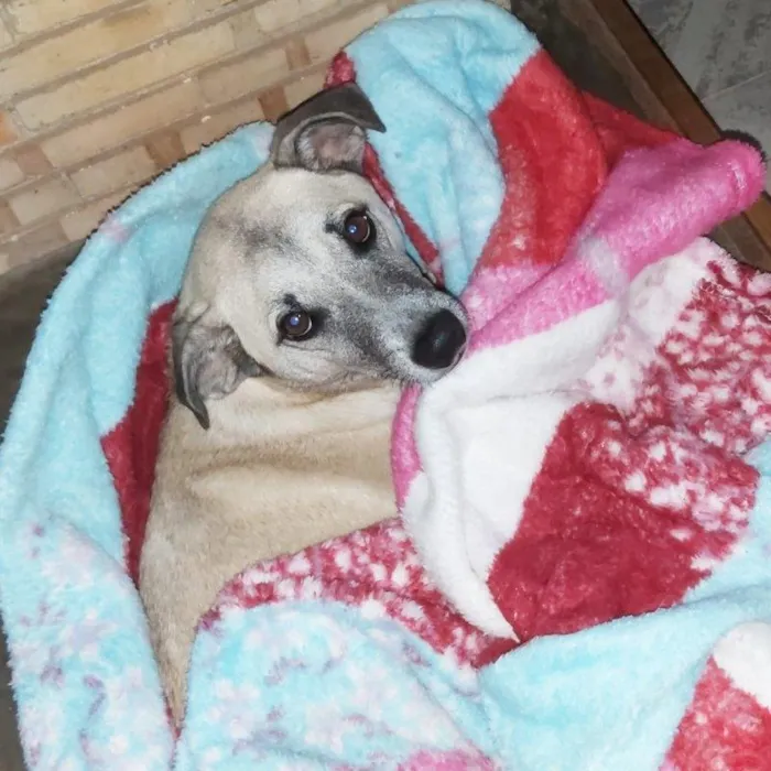 Cachorro ra a SRD-ViraLata idade 6 ou mais anos nome MILK