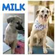 MILK