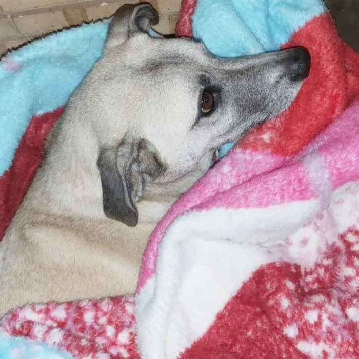 Cachorro ra a SRD-ViraLata idade 6 ou mais anos nome MILK
