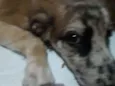 Malhando