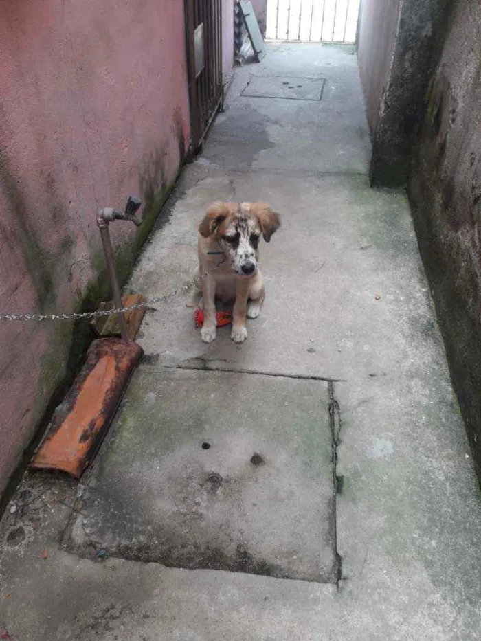 Cachorro ra a Normal idade 2 a 6 meses nome Malhando