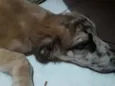 Malhando