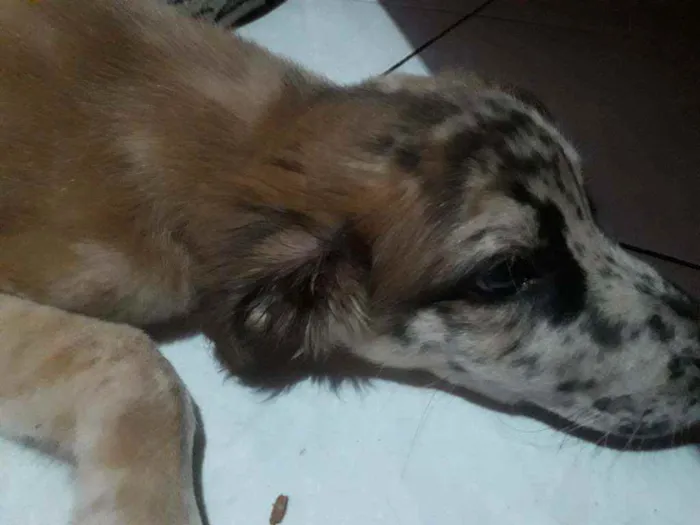 Cachorro ra a Normal idade 2 a 6 meses nome Malhando
