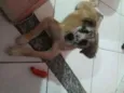 Malhando