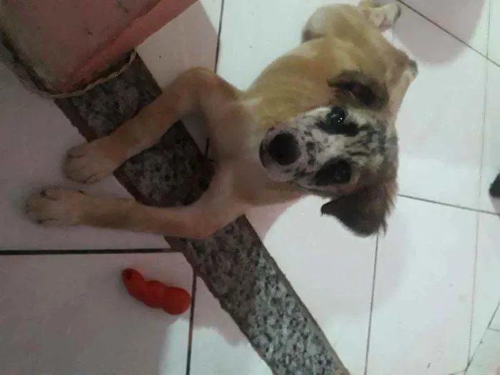 Cachorro ra a Normal idade 2 a 6 meses nome Malhando