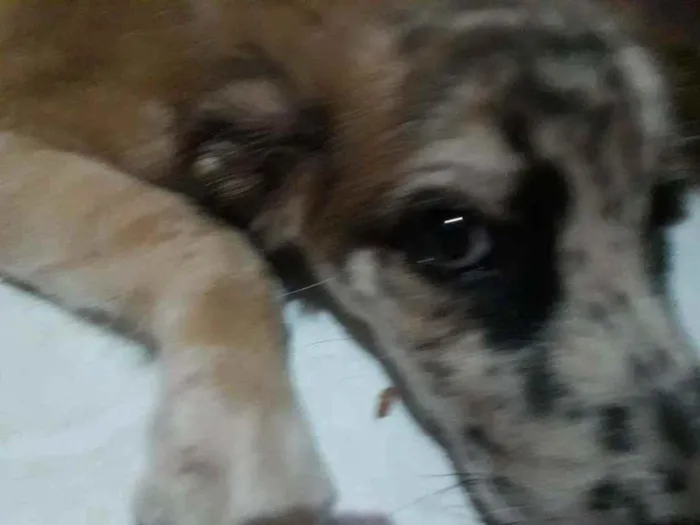 Cachorro ra a Normal idade 2 a 6 meses nome Malhando