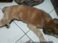 Malhando