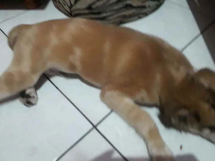 Cachorro ra a Normal idade 2 a 6 meses nome Malhando