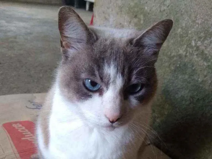 Gato raça Srd idade 6 ou mais anos nome Luna