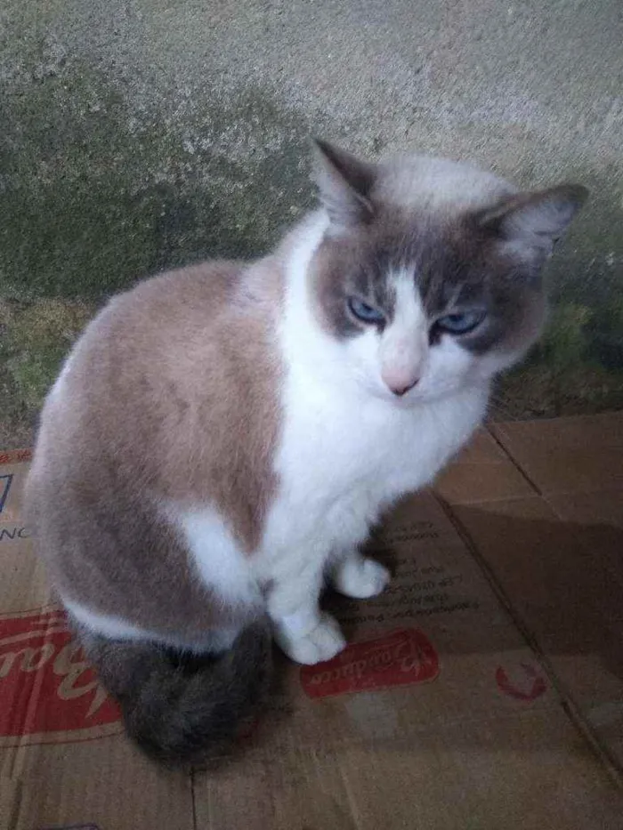 Gato raça Srd idade 6 ou mais anos nome Luna