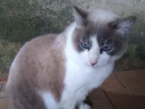 Gato raça Srd idade 6 ou mais anos nome Luna