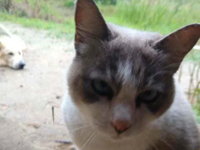 Gato raça Srd idade 6 ou mais anos nome Luna