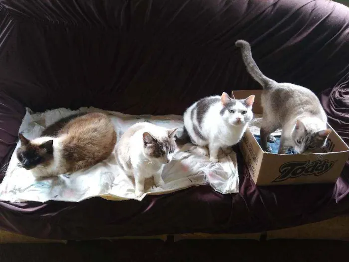 Gato raça Srd idade 6 ou mais anos nome Luna