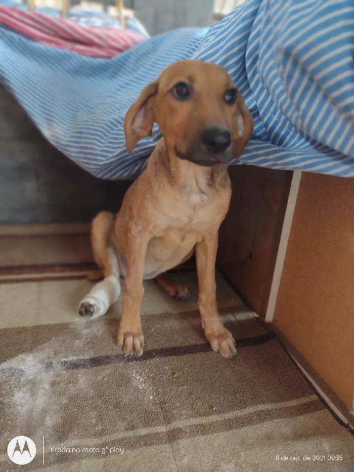 Cachorro raça Viralata mestiça  idade 7 a 11 meses nome Mel