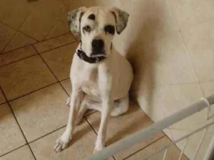 Cachorro raça Boxer americano idade 7 a 11 meses nome Diana