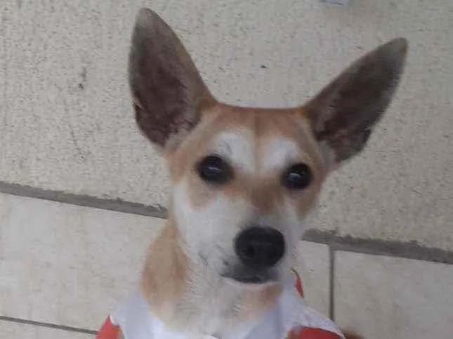 Cachorro ra a SRD idade 7 a 11 meses nome Kia