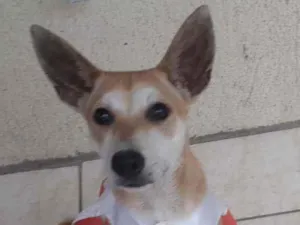 Cachorro raça SRD idade 7 a 11 meses nome Kia