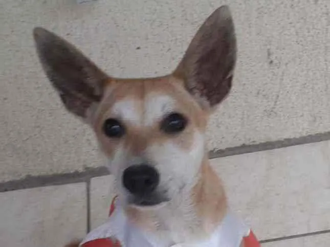 Cachorro ra a SRD idade 7 a 11 meses nome Kia