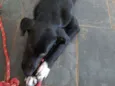 Biscoito