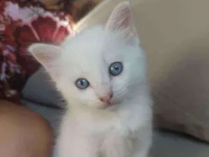 Gato raça  idade 2 a 6 meses nome Jimmy