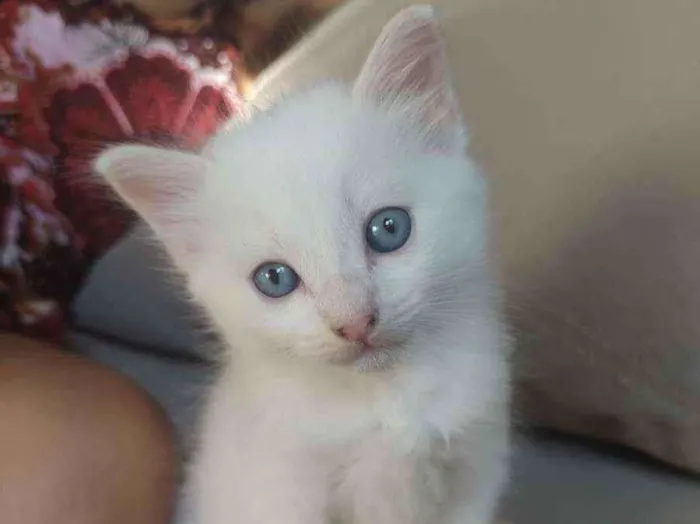 Gato ra a  idade 2 a 6 meses nome Jimmy