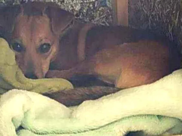 Cachorro ra a SRD idade 1 ano nome Caramelo