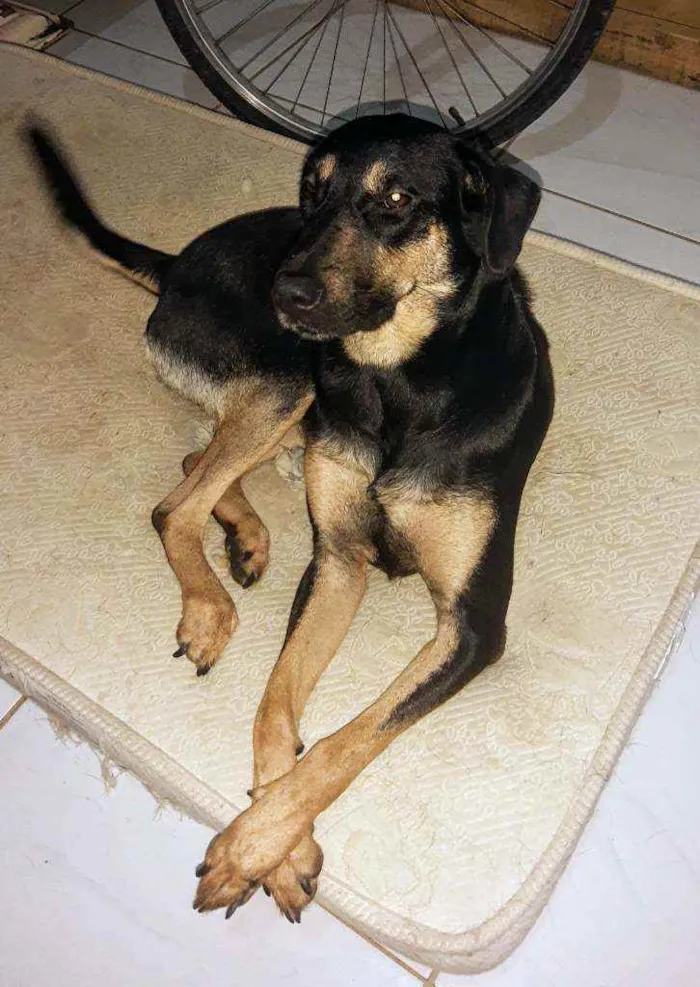 Cachorro ra a Indefinida idade 1 ano nome Jujuba