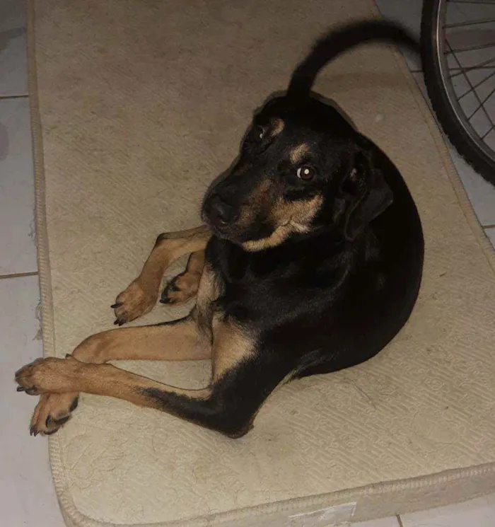 Cachorro ra a Indefinida idade 1 ano nome Jujuba