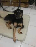 Jujuba