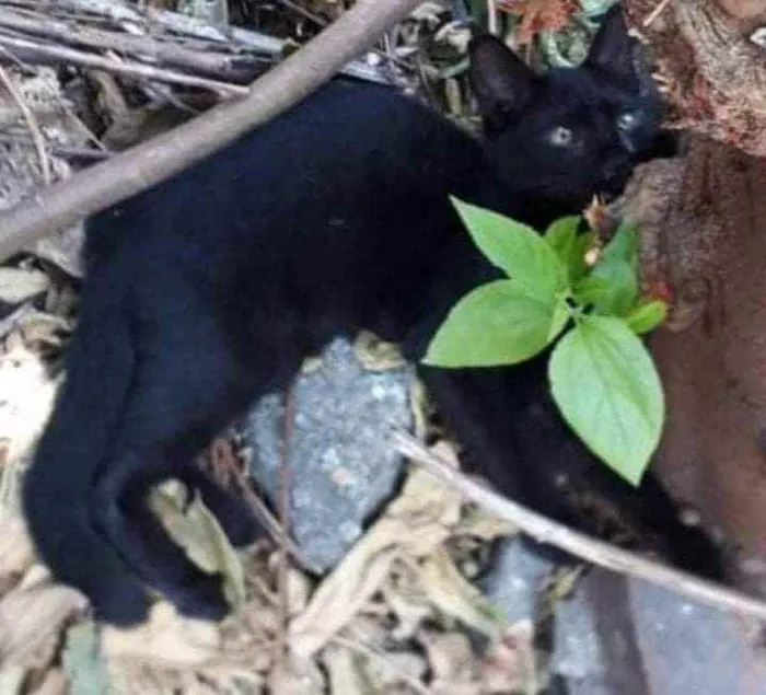 Gato ra a SRD idade Abaixo de 2 meses nome Renan
