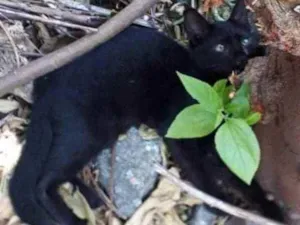 Gato raça SRD idade Abaixo de 2 meses nome Renan