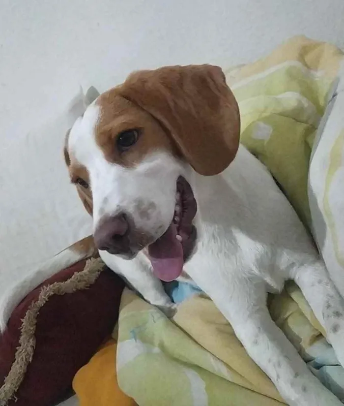 Cachorro ra a Mestiço Beagle idade 2 a 6 meses nome Sem Nome