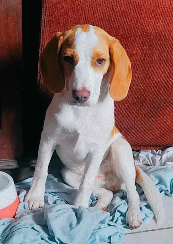 Cachorro ra a Mestiço Beagle idade 2 a 6 meses nome Sem Nome