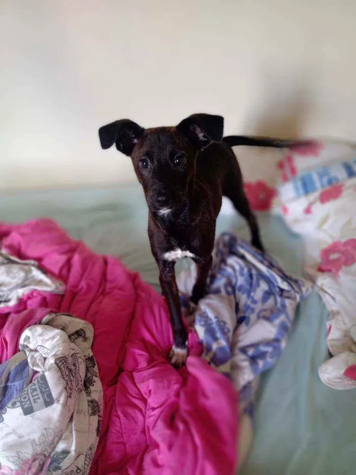 Cachorro raça Não sei idade 7 a 11 meses nome Malu