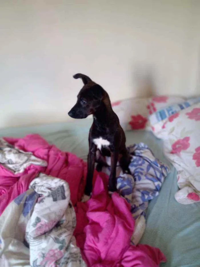 Cachorro raça Não sei idade 7 a 11 meses nome Malu