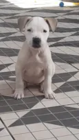 Brisa