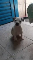 Brisa
