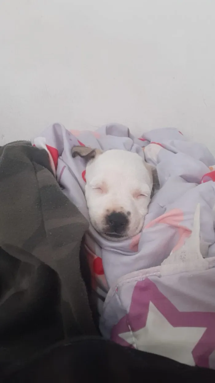 Cachorro ra a Pit Bull idade 7 a 11 meses nome Brisa