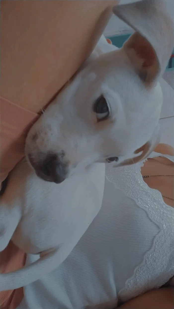 Cachorro ra a Pit Bull idade 7 a 11 meses nome Brisa