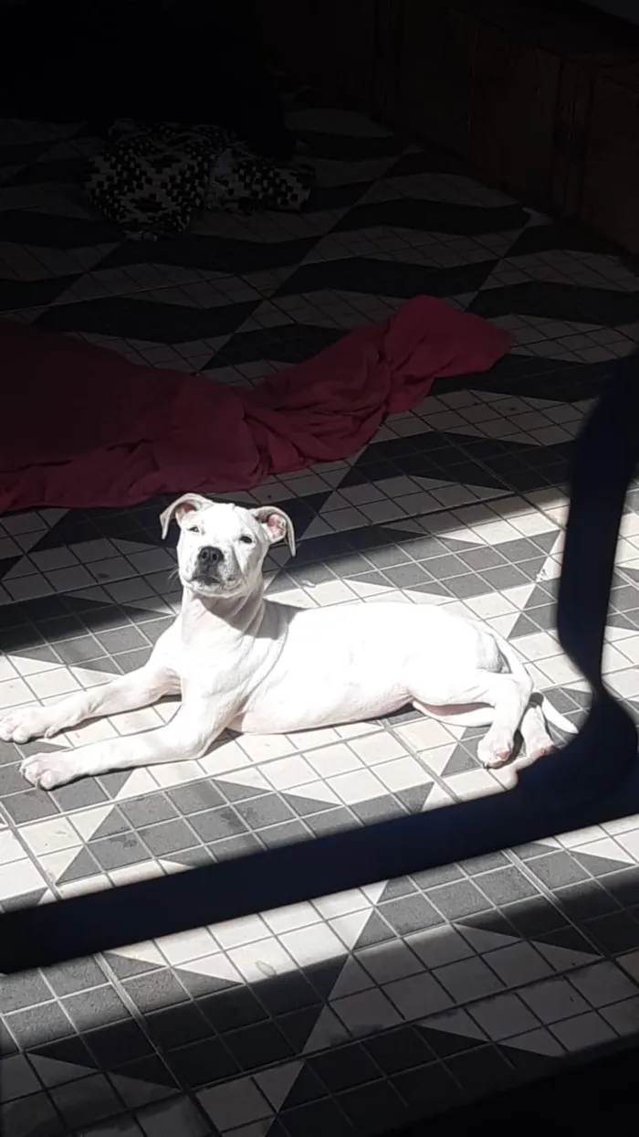 Cachorro ra a Pit Bull idade 7 a 11 meses nome Brisa