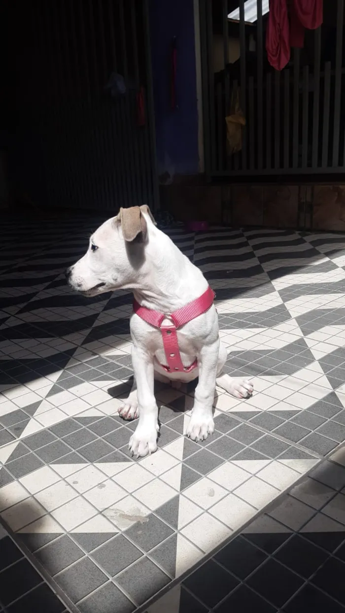 Cachorro ra a Pit Bull idade 7 a 11 meses nome Brisa