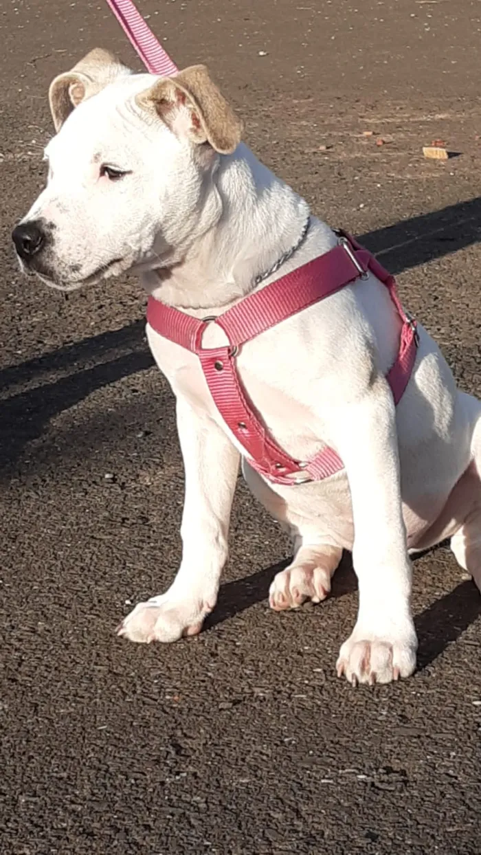 Cachorro ra a Pit Bull idade 7 a 11 meses nome Brisa