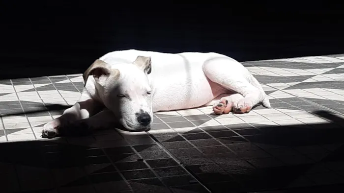 Cachorro ra a Pit Bull idade 7 a 11 meses nome Brisa