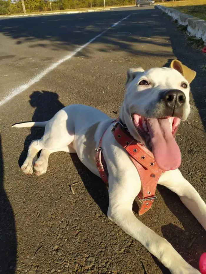 Cachorro ra a Pit Bull idade 7 a 11 meses nome Brisa