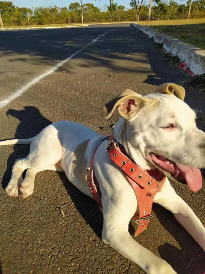 Cachorro ra a Pit Bull idade 7 a 11 meses nome Brisa