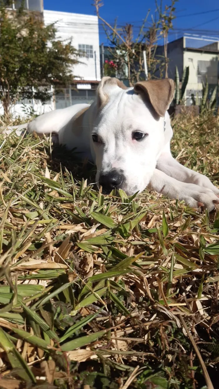 Cachorro ra a Pit Bull idade 7 a 11 meses nome Brisa